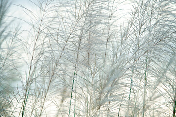Delicate White Grass Against Soft Background