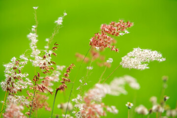 Delicate Wildflowers on Lush Green Background