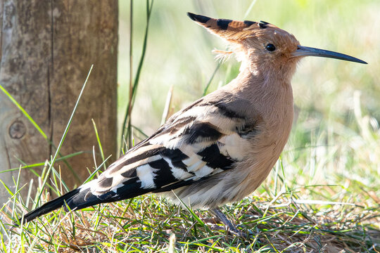 hoopoe upupa epops It is an exotic multi-colored bird that lives in the Mediterranean area puput