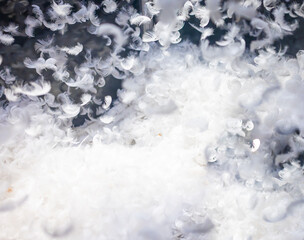 Celebration, white feathers fly in air on background, night club with pyjama party, wedding event