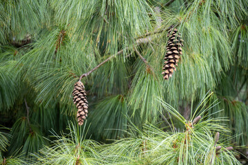Native tree from Canarian islands, Canarian pine tree with long green needles
