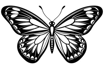 butterfly isolated on white background