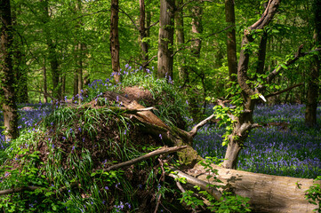 Fallen tree amongst a forest carpet of bluebell flowers