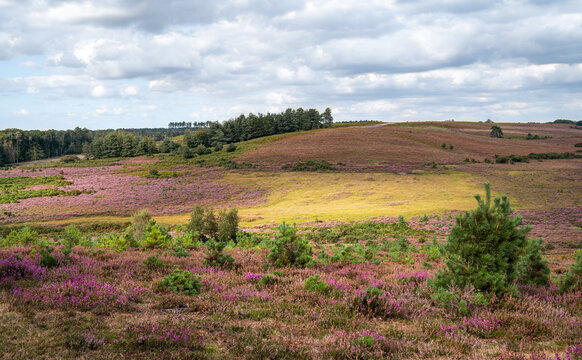 Deadman hill, a popular walking spot in the New Forest, Hampshire, England.