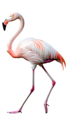 A flemingo isolated on transparent PNG.