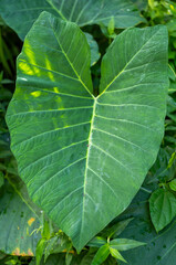 Closeup Background of a Large Hawaiian Taro Leaf.