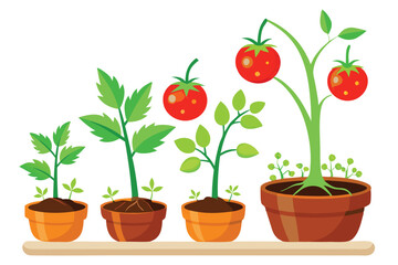 The life cycle of tomato plant vector