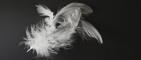 Obraz premium A collection of delicate white feathers resting on a sleek black background, highlighting their intricate textures and elegant simplicity.