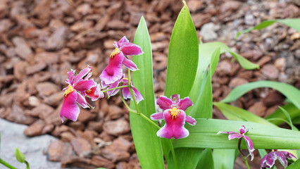 pinkfarbene Blüten der Orchidee mit hellgrünen Blättern, Miltonia Klara, Pflanze aus Brasilien