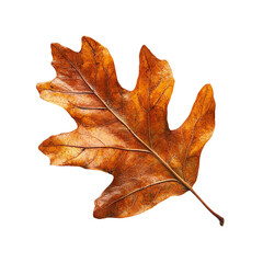 Fototapeta premium Brown dry oak leaf, isolated on transparent cutout background