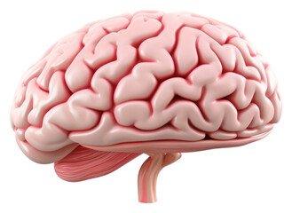 PNG  Brain white background mushroom medical.