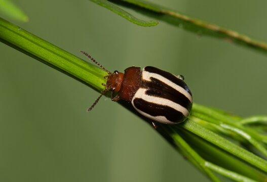 Calligrapha bidenticola leaf beetle insect on plant stem nature pest control.