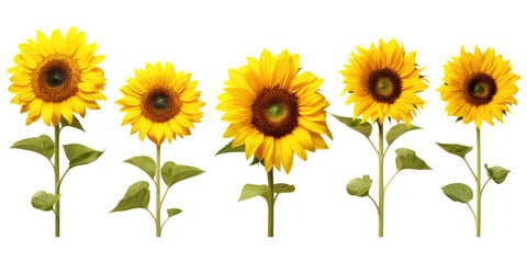 Bright yellow sunflower collection on white background 