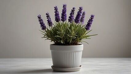 Fototapeta premium A potted lavender plant with soft purple blooms against a plain white background, emphasizing its calming fragrance and simplicity.