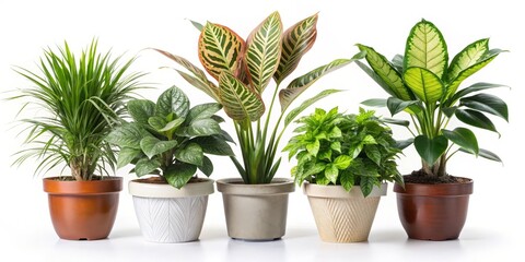 Fototapeta premium Five potted plants with different colored leaves and textures arranged in a row, white background, home decor, houseplants, indoor plants