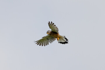 Turmfalke rüttelt in der Luft