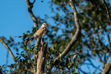 Ein Turmfalke sitzt auf einem toten Ast und späht