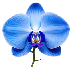 Naklejka na ściany i meble PNG Flower orchid plant blue.