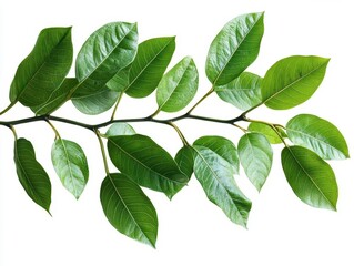 lush green javanese treebine leaves cascading elegantly, isolated on white background, intricate leaf patterns visible, exuding tropical serenity and natural beauty