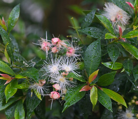 Beautiful close-up of syzygium paniculatum