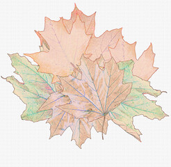 Stylized colorful maple leaves on canvas