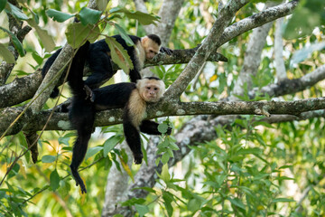 white face monkey in Costa Rica