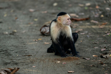 white face monkey in Costa Rica