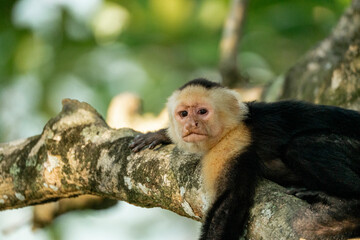 white face monkey ape in Costa Rica sneaky monkeys nature