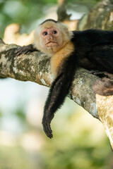 white face monkey ape in Costa Rica sneaky monkeys nature