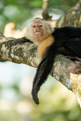 white face monkey ape in Costa Rica sneaky monkeys nature
