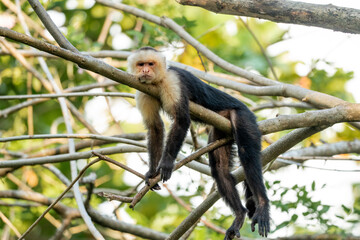 white face monkey ape in Costa Rica sneaky monkeys nature