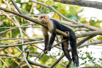 white face monkey ape in Costa Rica sneaky monkeys nature