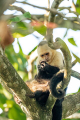 white face monkey ape in Costa Rica sneaky monkeys nature