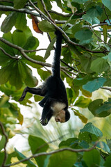 white face monkey ape in Costa Rica sneaky monkeys nature