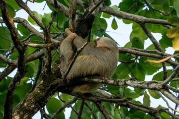 sloth animal wildlife in Costa Rica hanging in tree
