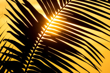 beautiful palm tree silhouette tropical vibes nature sun golden hour nature 