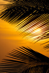 beautiful palm tree silhouette tropical vibes nature sun golden hour nature 