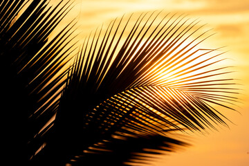 beautiful palm tree silhouette tropical vibes nature sun golden hour nature 