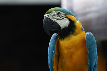 Close up head the Blue macaw parrot bird in garden