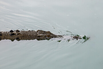 Close up salt crocodile is show head in river