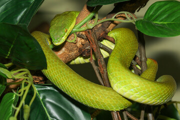 Close up green pit viper snake in the garden at thailand