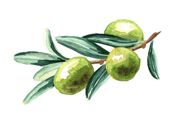 Branch with green olives. Watercolor hand drawn horizontal illustration isolated on white background