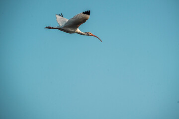 white ibis bird in sky flying