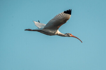 white ibis bird in sky flying