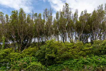Horta city in Faial island Azores Portugal