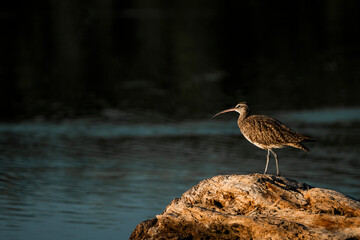 American Whimbrel bird sitting on wood in the water
