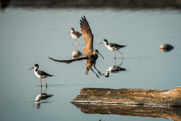American Whimbrel landing on piece of wood