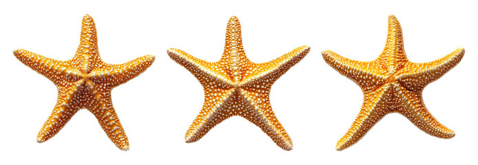 Three colorful starfish on transparent background