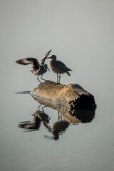 bird on the water