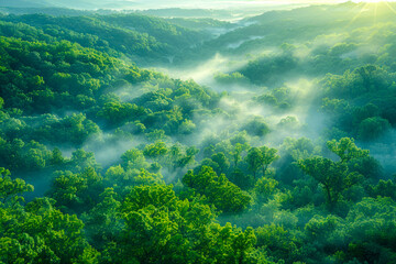 Enchanting fog rolling through a dense forest.